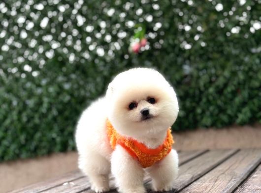 Pomerri̇an Boo Sevi̇mli̇ Yavrular