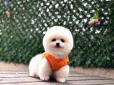 Pomerri̇an Boo Sevi̇mli̇ Yavrular