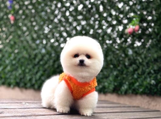 Pomerri̇an Boo Sevi̇mli̇ Yavrular görsel