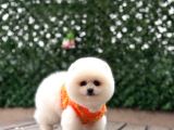 Pomerri̇an Boo Sevi̇mli̇ Yavrular