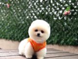 Pomerri̇an Boo Sevi̇mli̇ Yavrular