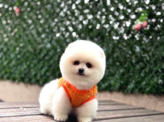 Pomerri̇an Boo Sevi̇mli̇ Yavrular görsel