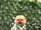 Pomerri̇an Boo Sevi̇mli̇ Yavrular