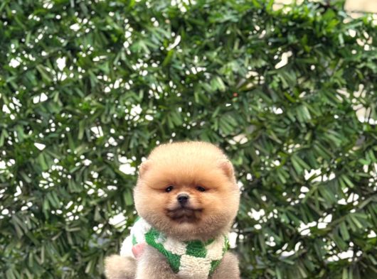 Pomerri̇an Boo Sevi̇mli̇ Yavrular görsel