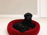 Siyah İnci Morkie Bebekler