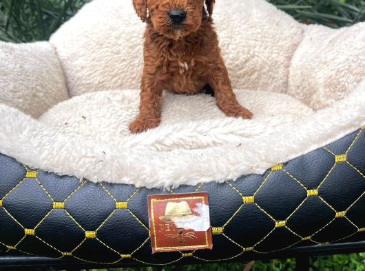 Toy Poodle Sevi̇mli̇ Yavrular Ev Üreti̇mi̇ görsel