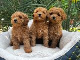 TOY POODLE SEVİMLİ YAVRULAR EV ÜRETİMİ
