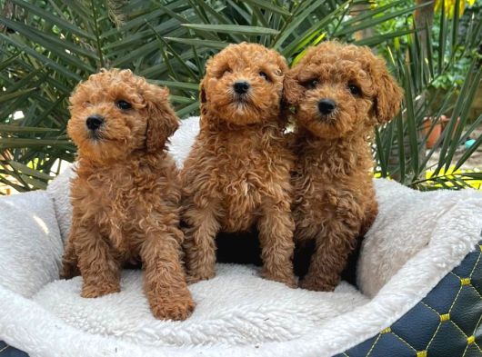 Toy Poodle Sevi̇mli̇ Yavrular Ev Üreti̇mi̇