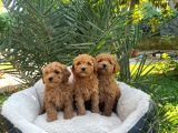 Toy Poodle Sevi̇mli̇ Yavrular Ev Üreti̇mi̇