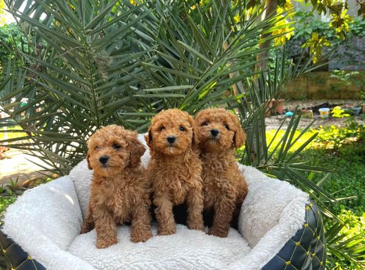 Toy Poodle Sevi̇mli̇ Yavrular Ev Üreti̇mi̇ görsel