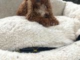 Toy Poodle Sevi̇mli̇ Yavrular Ev Üreti̇mi̇