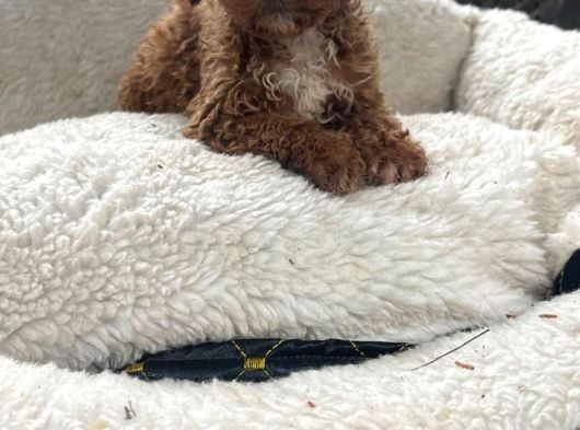 Toy Poodle Sevi̇mli̇ Yavrular Ev Üreti̇mi̇ görsel
