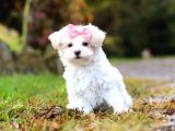 MALTESE TERRİER CİNSİ YAVRULAR
