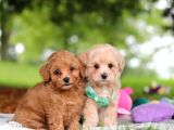 MALTİPOO CİNSİ YAVRULAR EV ÜRETİMİ
