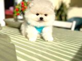 Ori̇ji̇nal Boo 2 Dişi Ve 2 Erkek