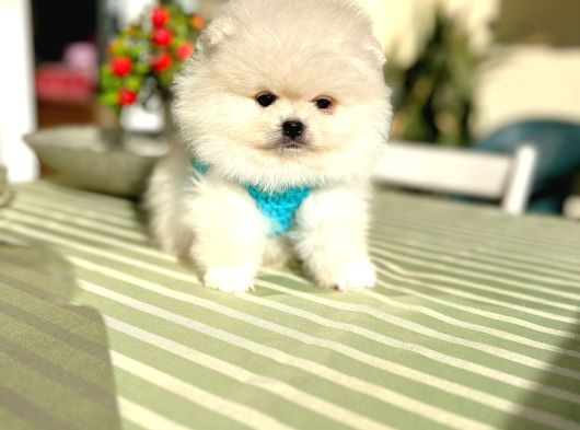 Ori̇ji̇nal Boo 2 Dişi Ve 2 Erkek görsel