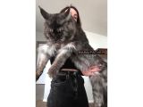 Full şecereli dişi erkek xxl maine coon yavruları