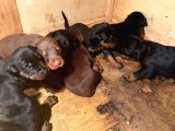 Doberman Yavrularimiz Hazir