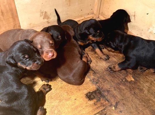 Doberman Yavrularimiz Hazir görsel