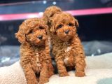 POODLE YAVRULARIMIZ HAZIR