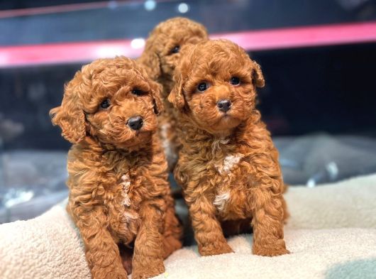 Poodle Yavrularimiz Hazir