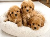 Sağlıklı Özel Maltipoo Yavruları