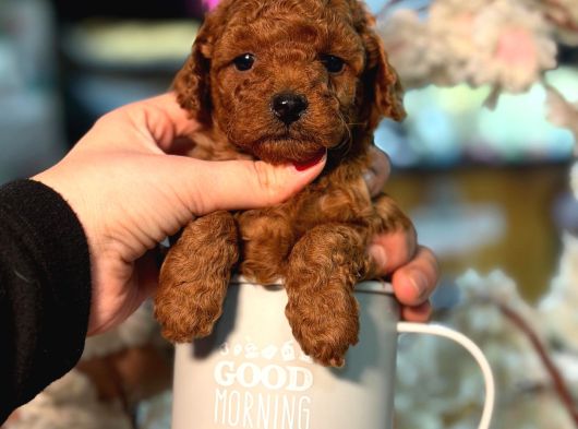Poodle Yavrularimiz Hazir görsel