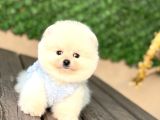 Teddy  Pomerani̇an Boo Yavrularimiz