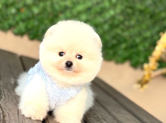 Teddy  Pomerani̇an Boo Yavrularimiz görsel