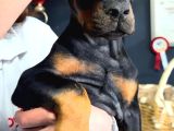 Avrupa Standart Doberman Yavruları