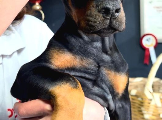 Avrupa Standart Doberman Yavruları görsel