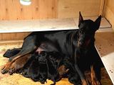 Doberman Yavrularimiz Hazir