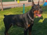 Doberman Yavrularimiz Hazir
