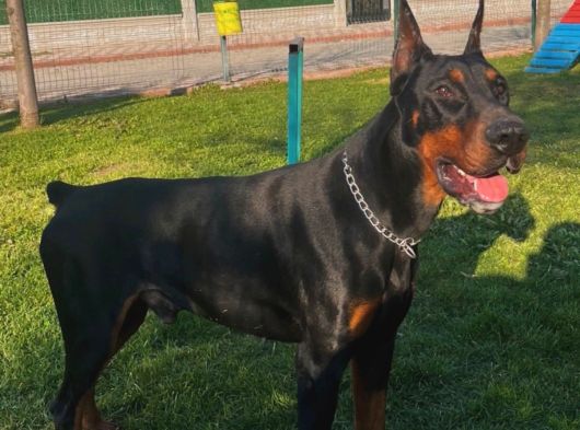 Doberman Yavrularimiz Hazir görsel