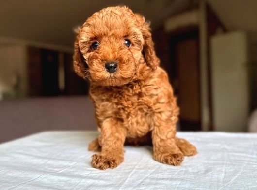 Poodle Yavrularimiz Hazir görsel