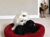 Siyah İnci Morkie Bebekler