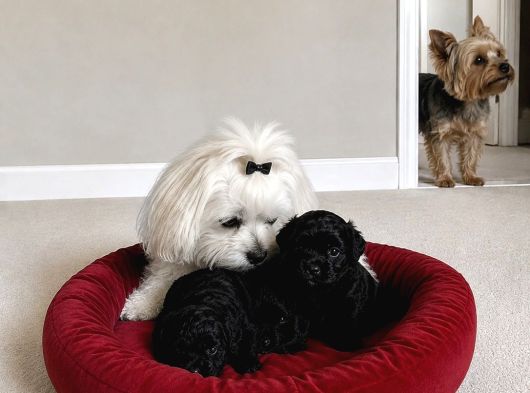 Siyah İnci Morkie Bebekler görsel