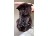 Hem anne hem baba şampiyon big size maine coonlar