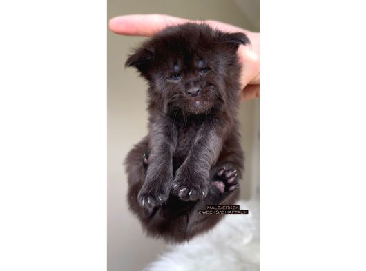 Full Şecereli Dişi Erkek Xxl Maine Coon Yavruları görsel