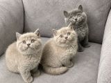 BRİTİSH SHORTHAİR  LİLAC - GRİ