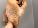 Pomernian Boo Son 3 Dişi