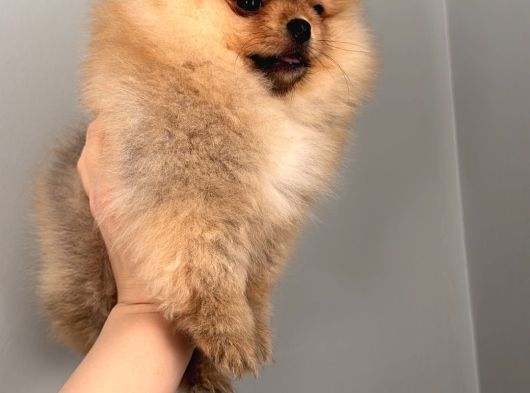 Pomernian Boo Son 3 Dişi görsel