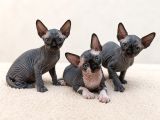 Mavi Gözlü Siyah Sphynx Bebekler