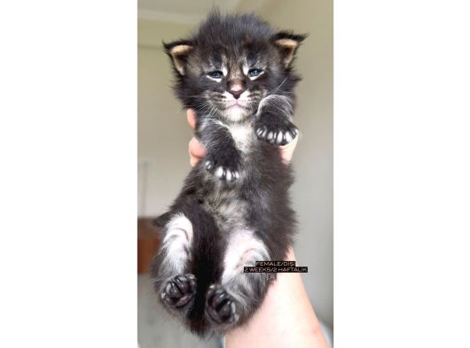Full Şecereli Dişi Erkek Xxl Maine Coon Yavruları görsel