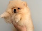 Pomernian Boo Son 3 Dişi