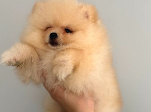 Pomernian Boo Son 3 Dişi görsel