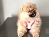 Pomernian Boo Son 3 Dişi