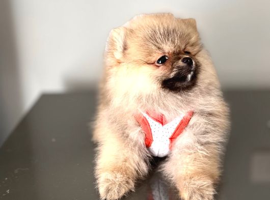Pomernian Boo Son 3 Dişi görsel