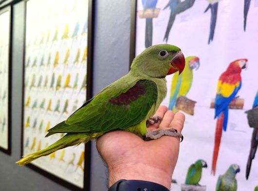 El Besleme Bebek Alexander Papağan Yavrularimiz görsel