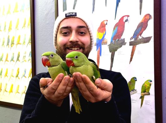 El Besleme Bebek Alexander Papağan Yavrularimiz görsel